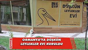 Ormanya’ya Düşkün Leylek evi