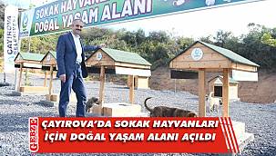 Sokak hayvanlarına doğal yaşam alanı