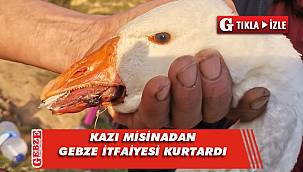 Gebze Denizli Göleti'nde kaz misinaya takıldı