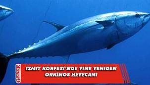 İzmit Körfezi'nde yine yeniden orkinos heyecanı