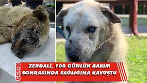 Kanser hastası köpeğin inanılmaz değişimi