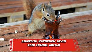 Kocaelili Sincap Alvin, görenleri gülümsetiyor