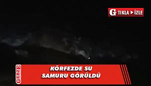 Köfez'de şimdi de su samuru görüldü