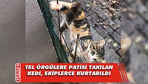 Tel örgülere patisi takılan kediyi itfaiye ekipleri kurtardı