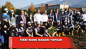 Tıbbi nane hasadı yapıldı