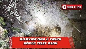 Yavru köpekler define için kazılan mezara düştüler