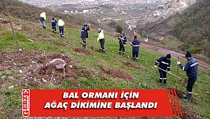Arılar için bal ormanı yapılıyor