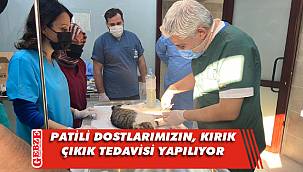 Büyükşehir patili dostlara umut oluyor