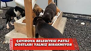 Çayırova’da sevimli dostlara mama dağıtılıyor