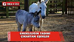 Emektar eşekler emekliliğin tadını çıkartıyor