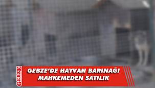 Gebze'de 623 metrekare hayvan barınağı mahkemeden satılık