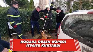 Gebze'de rögara düşen köpek ekiplerce kurtarıldı