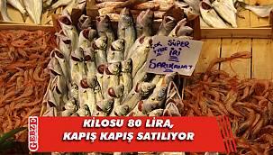 Kocaeli'nde sarıkanat büyük ilgi görüyor