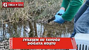 Tedavisi bitti, doğaya salındı