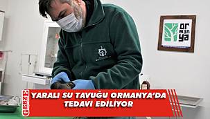 Yaralı halde bulunan su tavuğu tedavi altında