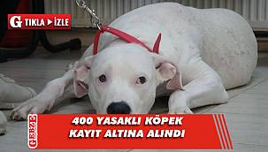  400 yasaklı köpek kayıt altına alındı