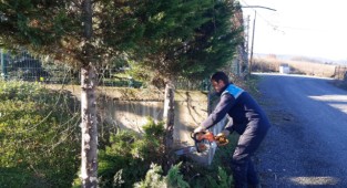 Başiskele Belediyesi, ağaçların mevsimlik bakımını ihmal etmiyor