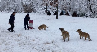 Bu soğukta sokak hayvanlarını unutmadılar 