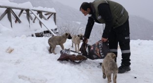Büyükşehir sokak hayvanlarını aç bırakmıyor