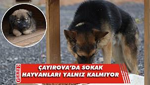 Çayırova’da sokak hayvanları yalnız değil