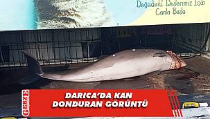 Darıca'da ölü yunus balığı kıyıya vurdu