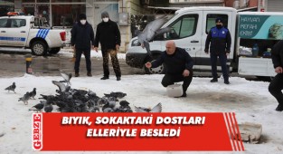 Darıca'da sokak hayvanlarına sahip çıkılıyor