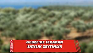Gebze'de 307 metrekare zeytinlik icradan satılık