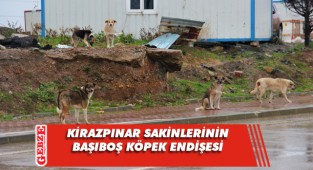 İstanbul’un köpekleri, Gebze’de korku saçıyor