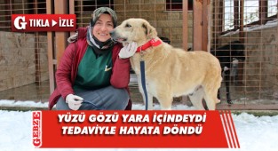 Kanser hastası köpeğin inanılmaz değişimi