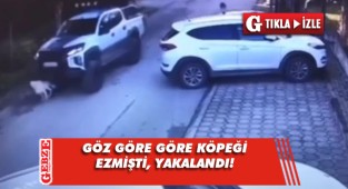 Köpeği ezen sürücü yakalandı
