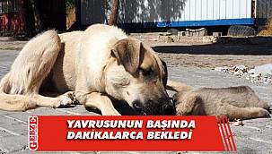 Köpeğin yavrusuna olan sevgisi böyle görüntülendi