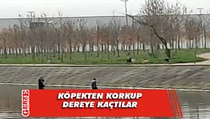 Köpek korkusu panik yaşattı!