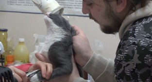 Sahiplenip bakılmayan hayvanlar sokağa terkediliyor