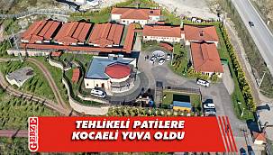 Sokak hayvanları kasabası tehlikeli ırklara yuva oldu