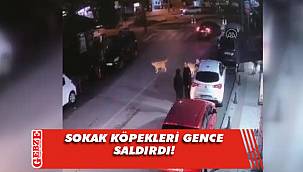 Sokak köpekleri korku yaşattı 