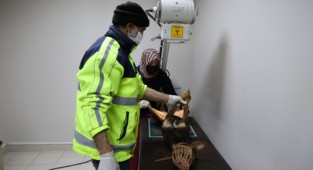 Yaralı köpeği Kocaeli İtfaiyesi kurtardı