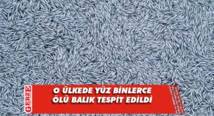 100 binden fazla ölü balık bulundu