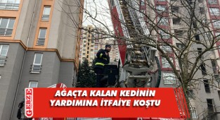 Ağaçta mahsur kalan kediyi itfaiye kurtardı