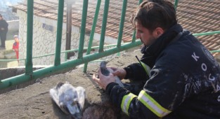 Çıkan yangında minik canlar telef oldu