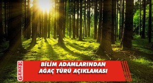 Dünya üzerinde 9,200 çeşit keşfedilmemiş ağaç türü var