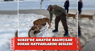 Gebze'de balıkçılar sokak hayvanlarını besledi