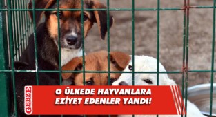 Hayvanlara kötü davrananlara hapis cezası verilecek