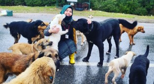 Köpeklerin alanını istila edip, mamalarını yiyorlar