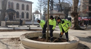 Yeni yürüyüş yoluna çınar ağaçları dikildi