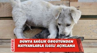DSÖ: Hayvanlarda yayılırsa yeni varyantlar oluşur