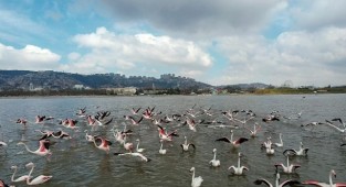 Flamingolar, Körfez'de görsel şölen sundu