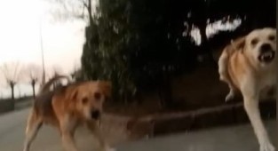 Köpek saldırısına uğrayan öğrenci o anları paylaştı