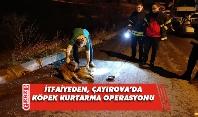 Kuyuya düşen köpeği, itfaiye kurtardı