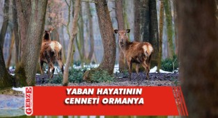 Ormanya yaban hayvanlarının cenneti oldu