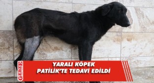 Patilik yaralı köpeği tedavi etti